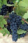 Cabernet Sauvignon