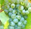 Chardonnay