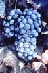Grenache