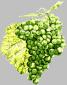 Marsanne