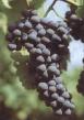 Merlot