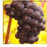 Pinot Noir