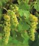 Roussanne