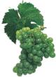 Semillon