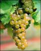 Viognier