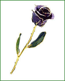 Rose - 24Kt Gold - Purple 