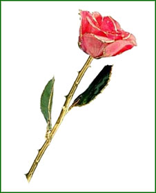 Rose - 24Kt Gold - Pink
